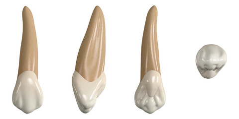human canine tooth