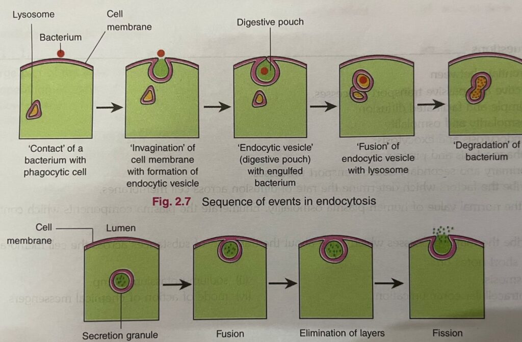 exocytosis events sequence