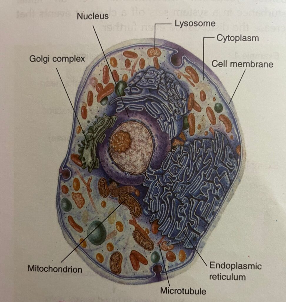 structure of generalized cell